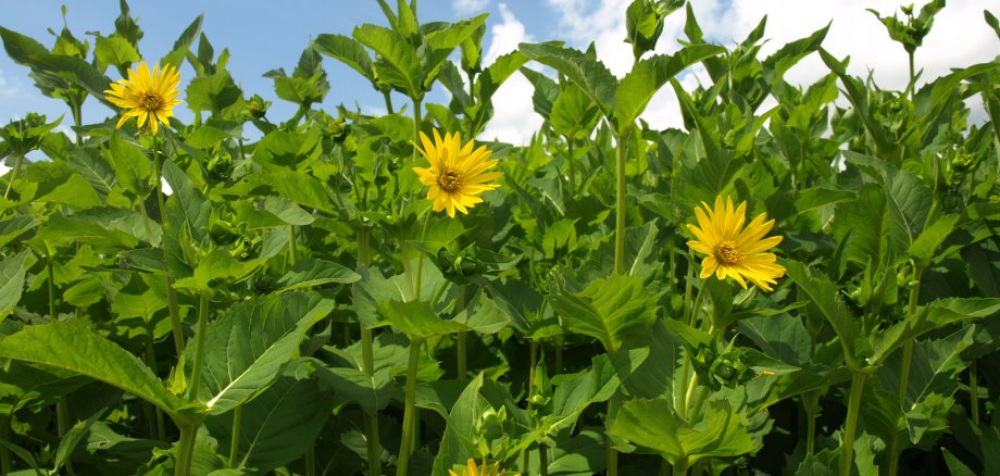 Durchwachsene Silphie (grüne Pflanze mit gelben Blüten)